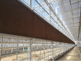 Electrical Control Mushroom Growing Greenhouse With Hot Galvanizing Pipe Structure