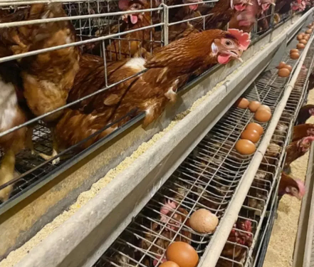 Hot-Dip Galvanized H Type Layer Cage with Modular Structure for 3rd to 8th Floor Poultry House