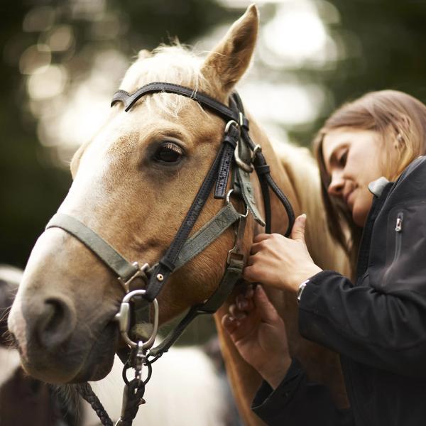 Polished Finish Stainless Steel Full Cheek Western Horse Bits for Horse Training