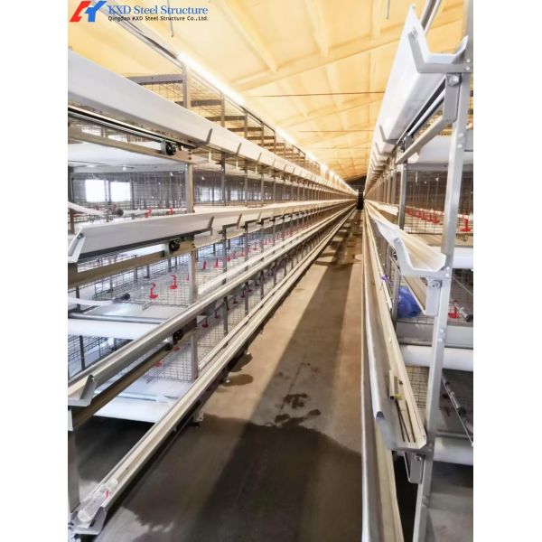 Easy Install Broiler Chicken Cage Automatic Chicken Feeding System For Poultry