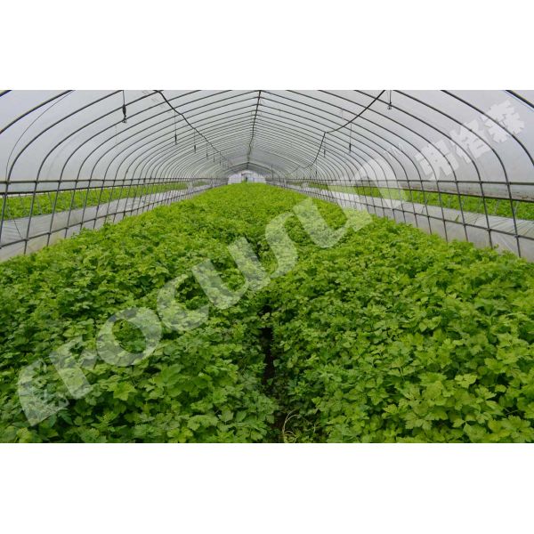 Leafy Vegetables Vacuum Cooler Bock Compressor -5C 5C Temperature Fast Cooling Machine