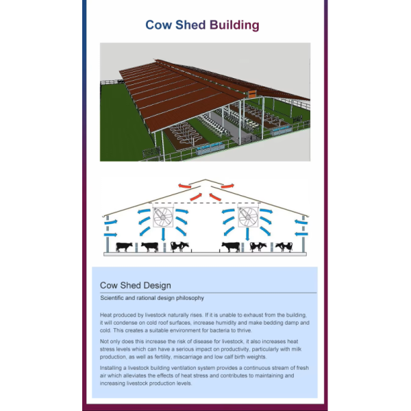 Wind Resistant Steel Structure Building Cow Shed Cattle Farm Construction OEM Size