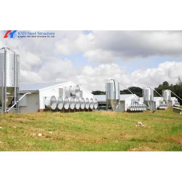 Sreel Structure Poultry Shed with Automatic Equipment for Hens