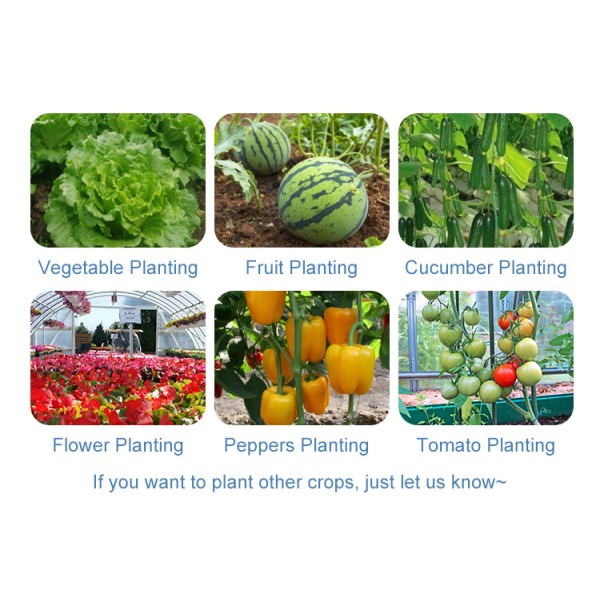 Hydroponic Growing System Single-Span Tunnel Plastic Film Greenhouse Agricultural