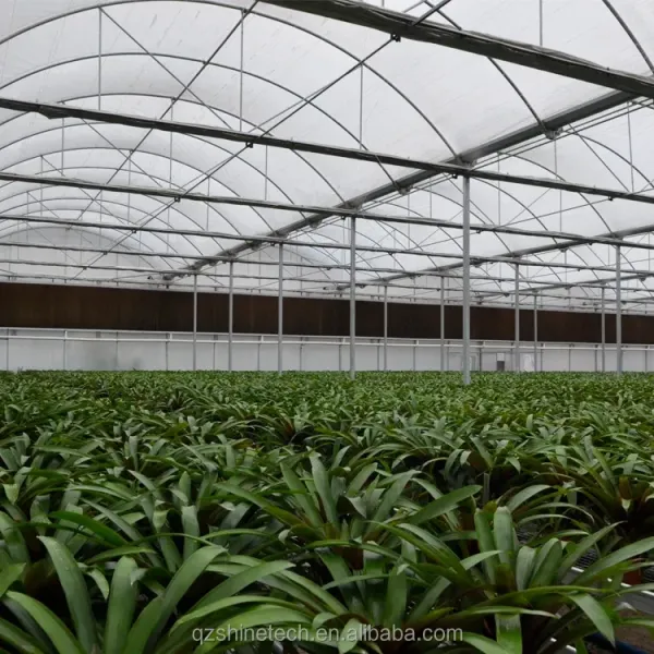 Hot Dip Galvanized Steel Tube Frame Multi Span Agricultural Greenhouse