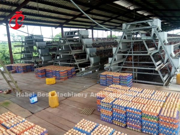A Type Automatic Layer Cage System With Poultry Equipment In Nigeria Iris