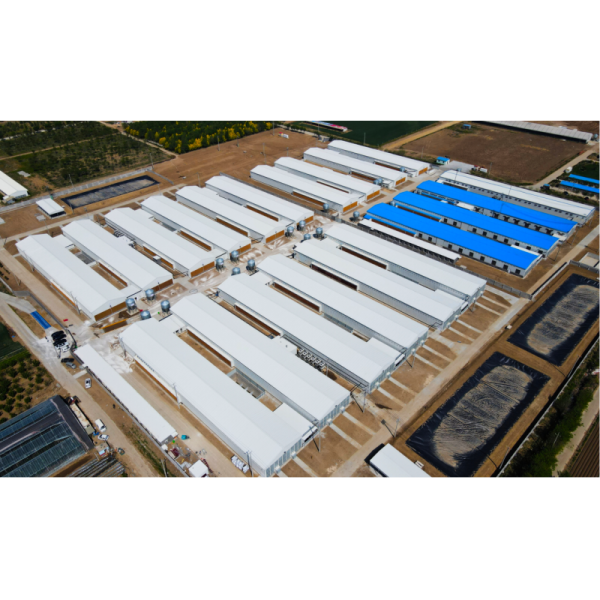 Large Poultry Farm Building Structure Customized Steel Chicken Shed
