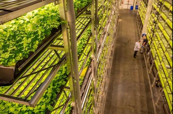 plant fill light|led plant light tube|led plant growth light|agricultural lighting factory|T8 plant light tube