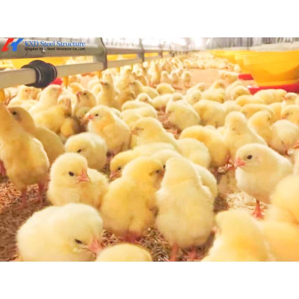 Modern Steel Poultry House Chicken Egg Collection System For Laying Hen