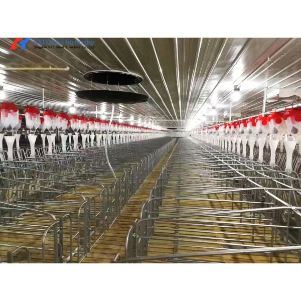 Fast Build Steel Structure Hog House / Hog Shed Customized