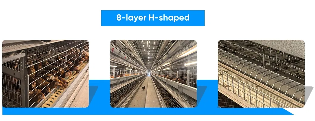 H Shaped Stacked Layer Chicken Cage with Modular Structure, Automatic Ventilation System, and Hot-DIP Galvanized Steel