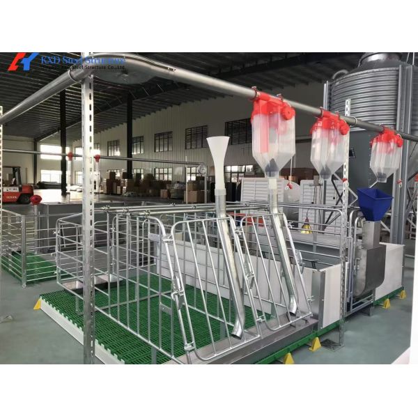 Custom Piggery Shed Light Steel Structure Cow Shed With Automatic Euipment