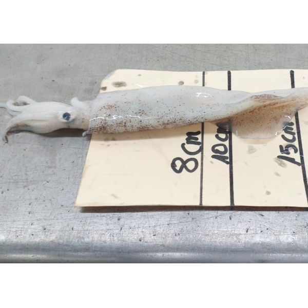 Loligo squid Chinensis Freshness Squid