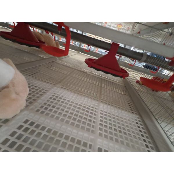 Full Automatic Hot-dip Galvanized Poultry Farm Feeding Equipment Customizable for Broiler Chicken Houses