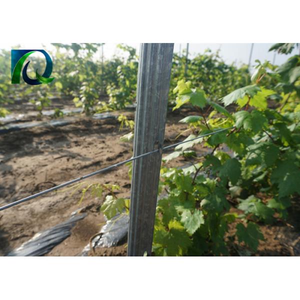 High Strength Grape Trellis Posts 275G/M2 Hot Galvanized 1.5mm-2.0mm Thickness