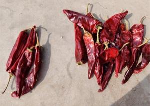Buy cheap Dried Long Red Chillies Sweet Organic Guajillo Peppers 10cm Length product