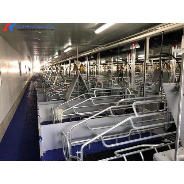 Fast Build Steel Structure Poultry Shed Construction Customized
