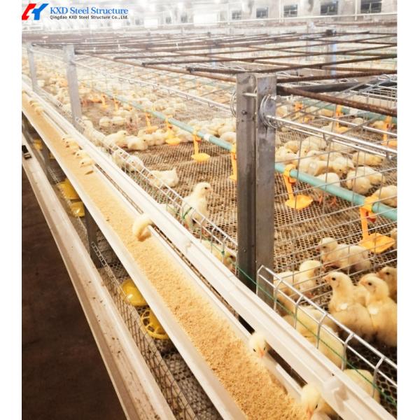 Fully Automated Broiler Chicken Cage System For Philippines Poultry Farming