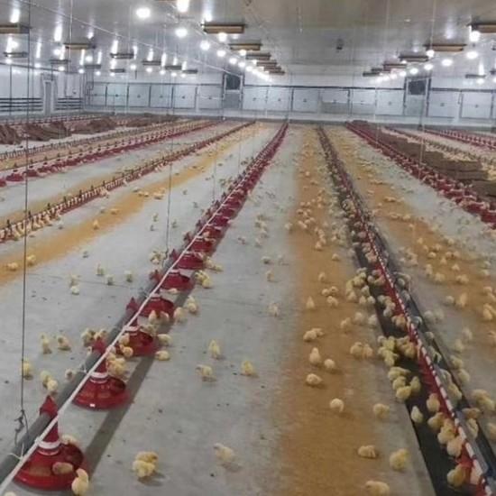 Quality Broiler Automatic Feeder Chicken Breeding Equipment for sale