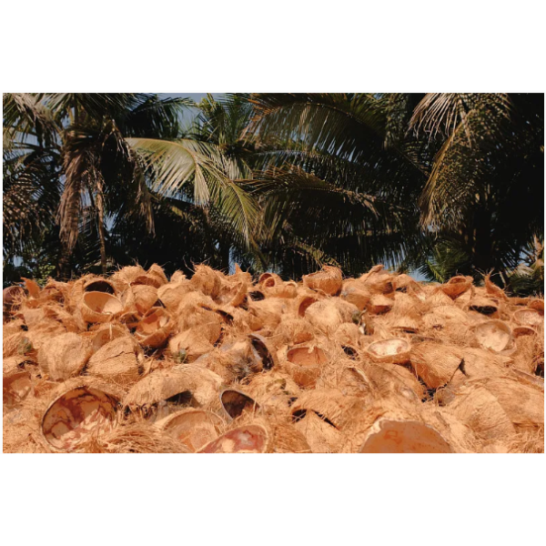 Industrial Grade Coconut Shell Charcoal Columnar Activated Carbon for Aquarium Water Treatment and Chemical Auxiliary Agent
