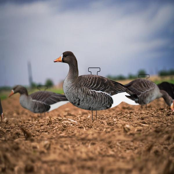 Waterproof Plastic Lifelike Anti Scratch Silhouette Geese Decoy For Specklebelly Goose Hunting