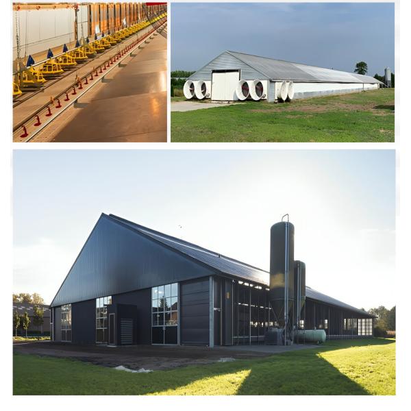 Efficient Steel Structure Chicken House With Fast Install Customized Size And Sandwich Panel Steel Frame