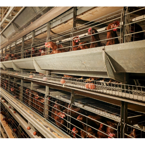 Cost-Saving Corrosion Resistant Modular Steel Poultry Farm Construction for Broiler Farming