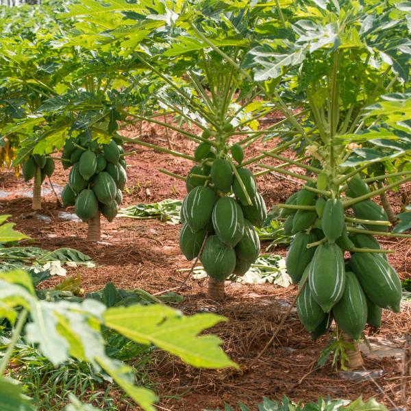 papaya protease 50TU/MG-1000TU/MG Protease manufacturers customized product grades colony grades