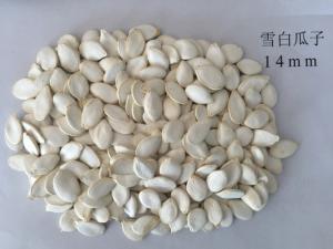 China Snow White 99% Purity Pumpkin Seed Pumpkin Seeds Also Have Certain Effect On Gout on sale