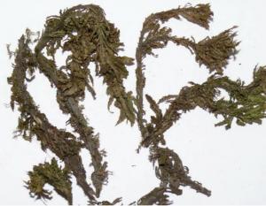 China Dried huperzine serrate plants for natural herb on sale