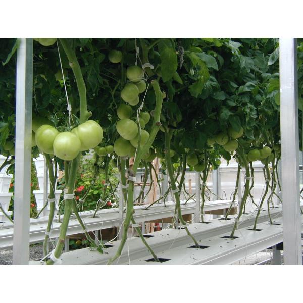 Cucumber Greenhouse Hydroponic Systems Galvanized Frame Thin Film Structure