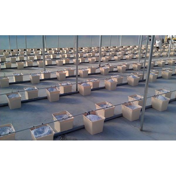 Hydroponic Growing System for Tomatoes in Dutch Bucket Easy Assembly and Efficiency