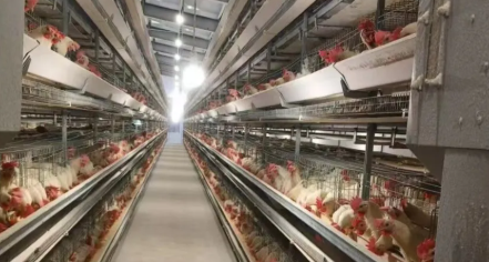 Low Maintenance Cost Prefabricated Steel Structure Poultry House with Suitable Temperature Control