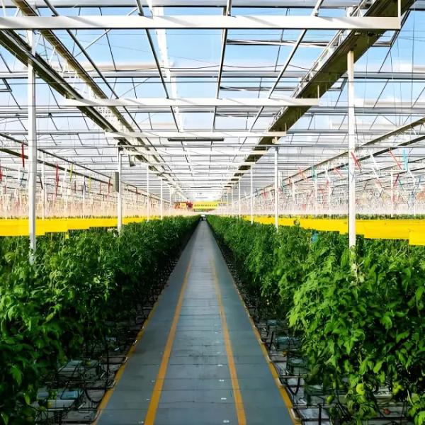 Polycarbonate Greenhouse for Cabbage Planting Durable