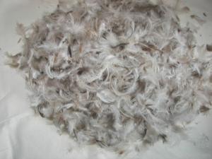 Buy cheap Grey Duck Feather High Cleanliness Quilt Filling Material for Down Jacket or Down Pillow product