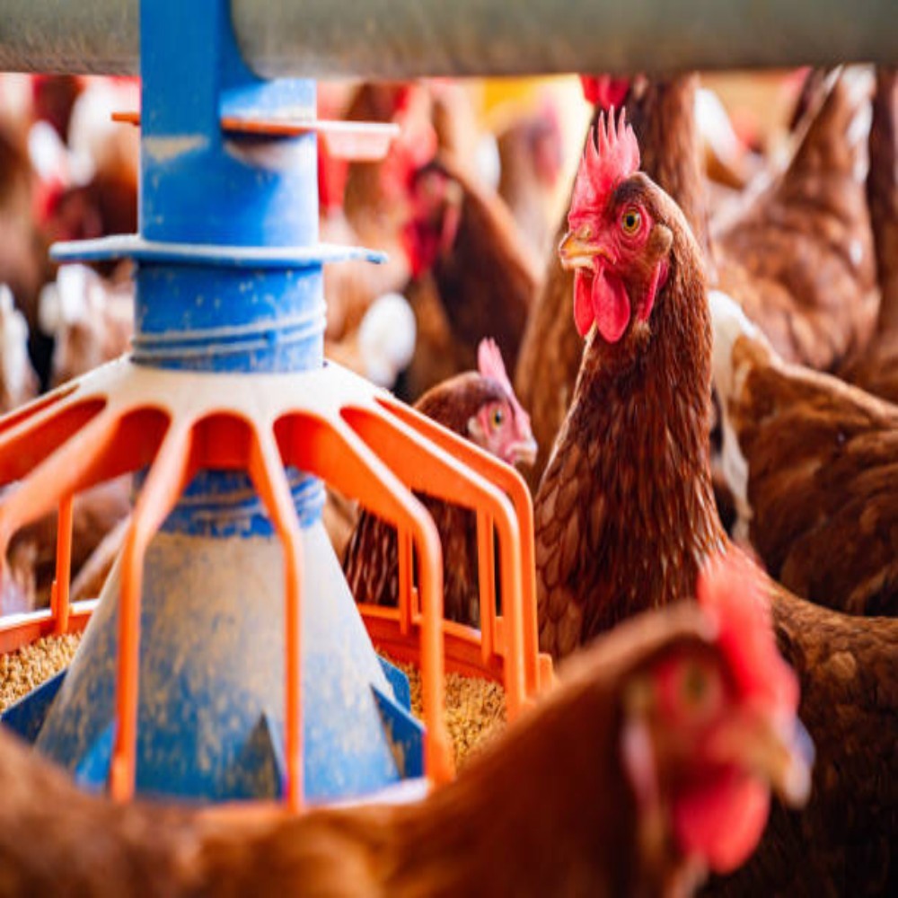 Galvanized Steel Poultry Farming Equipment with Customizable Dimensions and Optional Heating and Cooling Systems