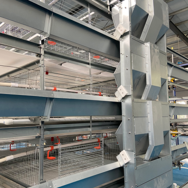 Automatic Layer Chicken Cage System with Hot-Dip Galvanized Steel Multi-Tier Manure Removal and Automated Feeding