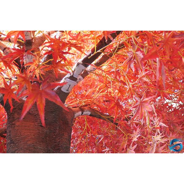 Plastic Material Faux Maple Tree , Artificial Autumn Tree Decor 3.5*4 Meter