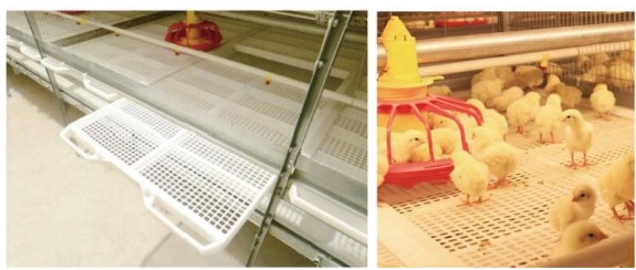 Automatic Broiler Cage Steel Poultry Houses Easy Chicken Out
