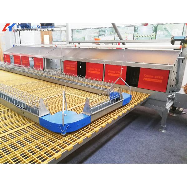 Sreel Structure Poultry Shed with Automatic Equipment for Hens