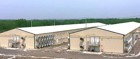 Full Automatic Hot-dip Galvanized Poultry Farm Feeding Equipment Customizable for Broiler Chicken Houses