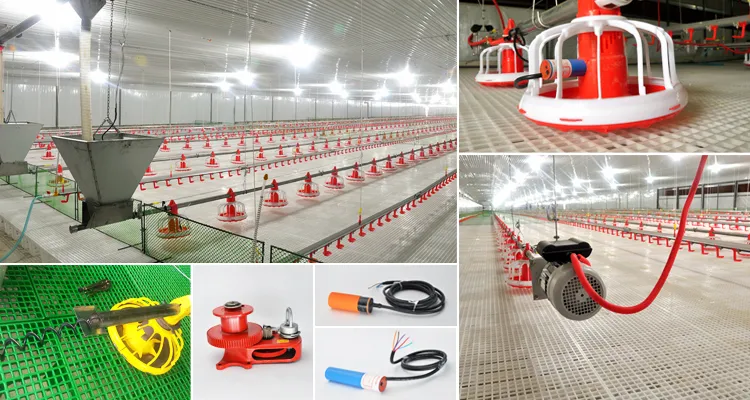Full Automatic Hot-dip Galvanized Poultry Farm Feeding Equipment Customizable for Broiler Chicken Houses