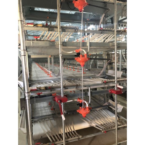 Turnkey Layer Cage Systems with High-Density Efficiency Superior Automation Integration and Optimized Natural Ventilation