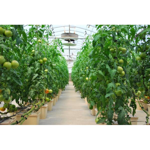 Hydroponic Growing System for Tomatoes in Dutch Bucket Easy Assembly and Efficiency
