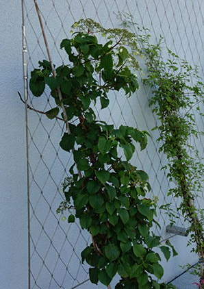 Stainless Steel Wire Rope Mesh For Cable Mesh Zoo Fence / Plant Climbing Forest Net