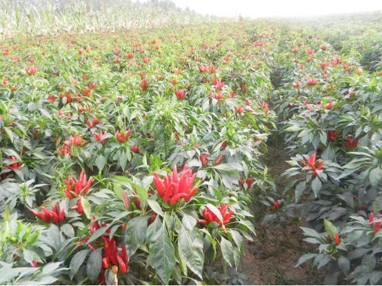 Whole Chilli Pods Tangy Flavor Chinese Spicy Chilli Sauce with Strong Aroma