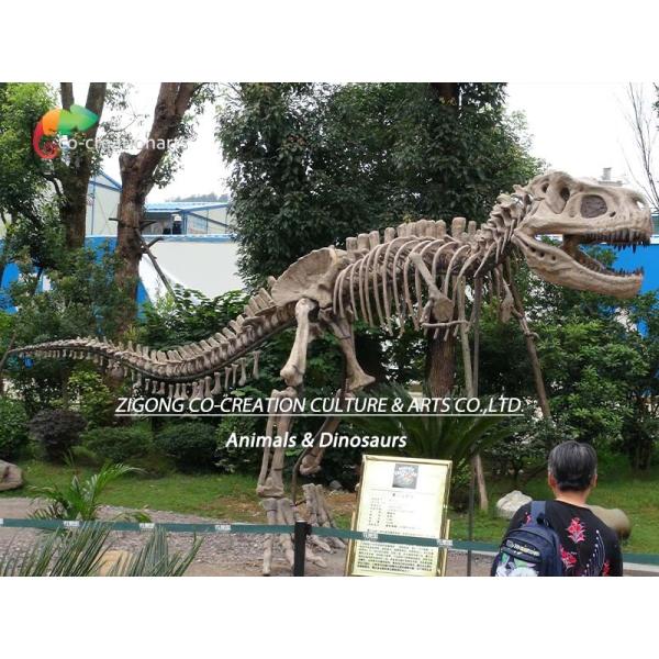 length 15m Museum Quality Dinosaur Replicas T Rex Skull water repellent