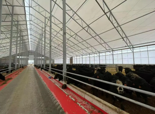 Hot-DIP Galvanized Steel Structure Cow Shelter with Customizable Span and Earthquake Resistant Design