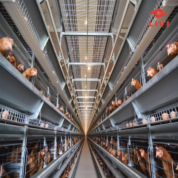 Automatic Layer Chicken Cage System with Hot-Dip Galvanized Steel Multi-Tier Manure Removal and Automated Feeding