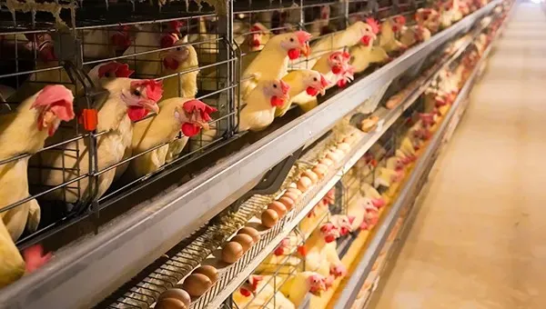 Automatic H Type Battery Layer Chicken Cage System with Fully Automatic Operation, Hot-Dip Galvanized Steel, and H-Type Layered Design for Poultry